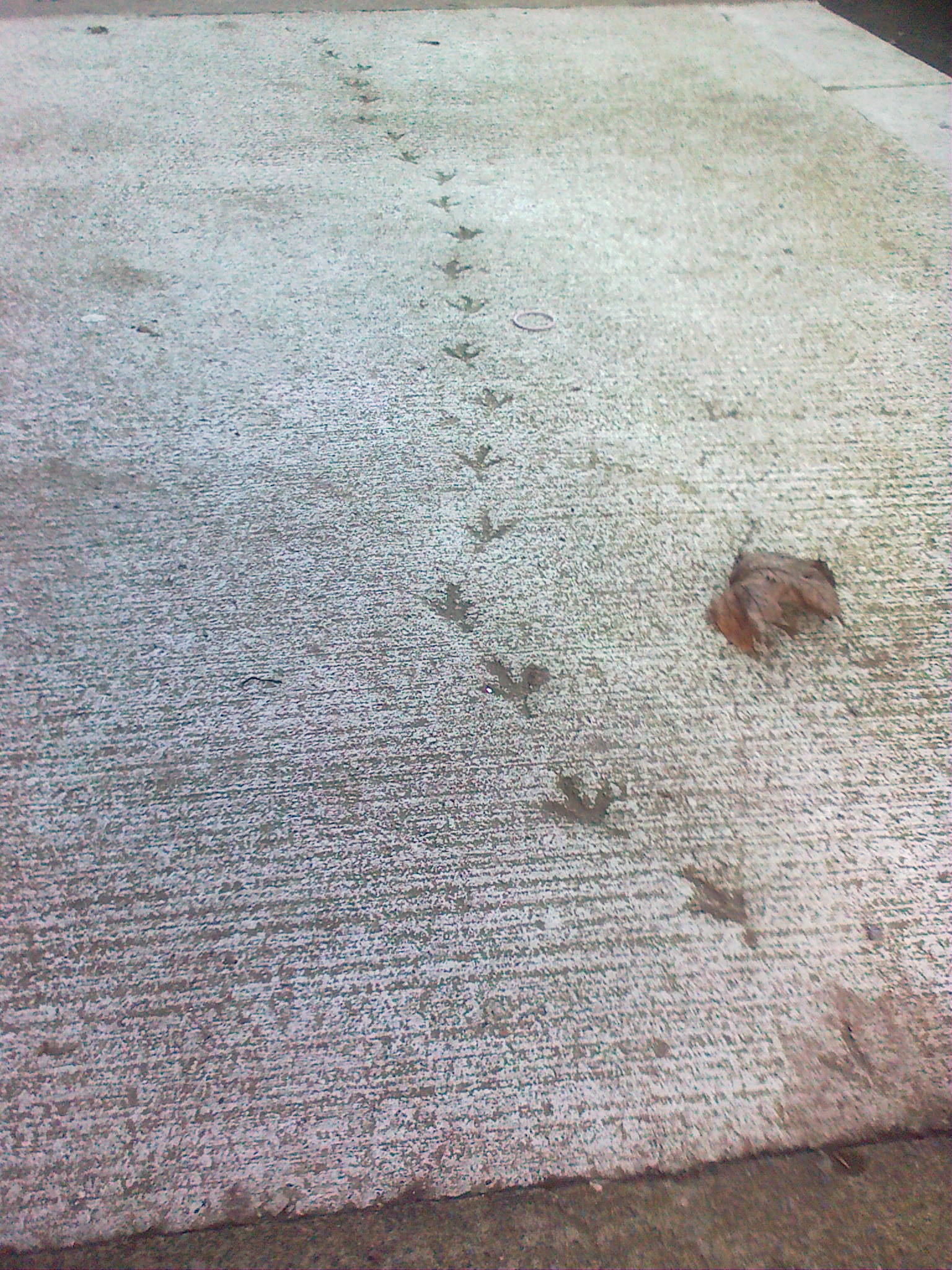 (image)